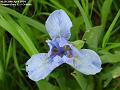 2004-0426Iris